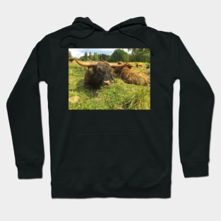 Scottish Highland Cattle Bulls 2034 Hoodie